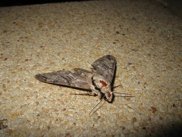 Thai night moth